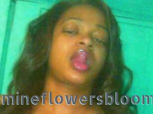 Jasmineflowersbloom